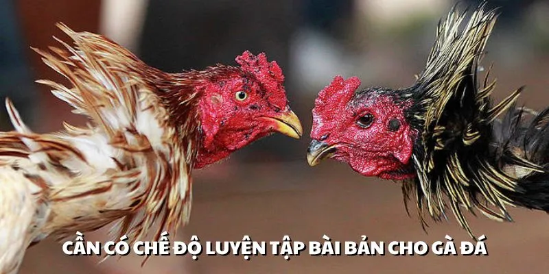 Cần có chế độ cách nuôi gà đá qua các bài tập bài bản