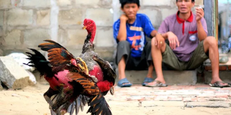 Thế nào là cách nuôi gà đá của các sư kê