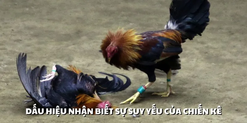 Cần phát hiện nhanh chóng biểu hiện suy yếu của gà