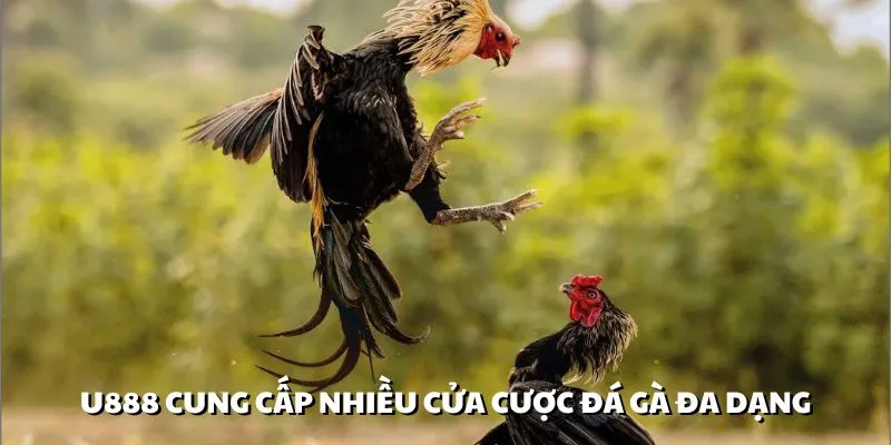 U888 có cung cấp đa dạng các thể loại cược trong đá gà