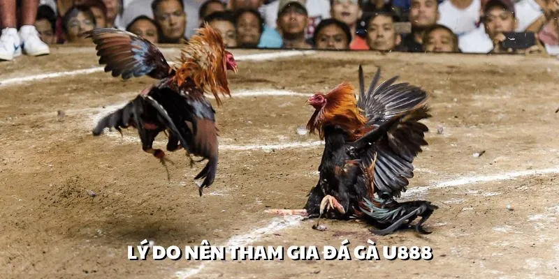 Người chơi có thể yên tâm khi giao dịch đá gà U888