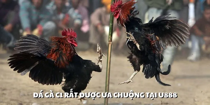 C1 là loại hình được đặc biết chú ý trong sảnh đá gà U888